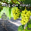 PICTURE&TEXT_20240908_예수님 안에 거하라!_요한복음 15장 5절_오순절 후 열여섯 번째 주일 묵상_우리 성도님의 포도 이미지