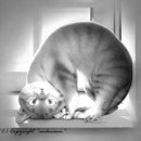 gatto