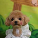 루이펫살롱 이미지