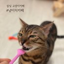 냥아치카페 이미지