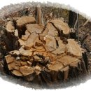 우장산공원길 이미지