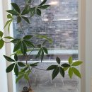 카페플러스82 파주운정점 이미지