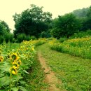 [2011년 9월 3일(토) 구불길 운동회 및 탁류길 전구간 정기도보 - 서초등학교 출발] 이미지