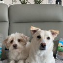 파핑파우 이미지