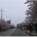 4월 12일(토) [제14회 휴일여행도보 후기] 백제의 미소를 찾아 걷는 국보급 길 '서산 아라메길'과 서산 용비지 주변 벚꽃길 이미지