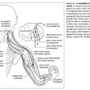 Chapter 8. The Physiology of Muscle Monitoring - Reciprocal facilitation or inhibition: locking and unlocking 이미지