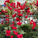 넝쿨장미집 이미지