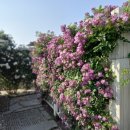 장미공원A 이미지