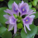 부레옥잠(3)_eichhornia crassipes_water hyacinth 이미지