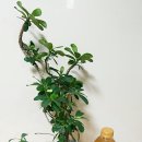 팜스바이오텍 이미지