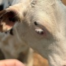 배론농장 | 제천 이시돌 교육목장| 무료 동물 체험, 요거트 맛 후기 (내돈내산)