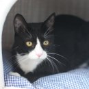 캣츠아일랜드 이미지