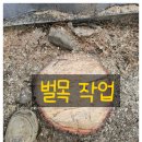 폭설위험목제거 쓰러진나무벌목
