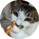 마루덴탈 | 고양이 치약 추천 💡 고양이 어금니 양치 시기, 캣디피 원미닛 치약 &amp; 더블헤드 칫솔 사용 후기