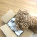 남4통 | 강아지 눈 영양제, 강아지 백내장 영양제 오큐글로 츄 4통 후기