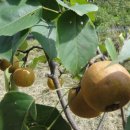 돌배농원 이미지