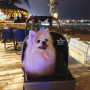 Cinema Paradise | 베트남 다낭 미케비치 애견동반 카페 Paradise Beach Bar