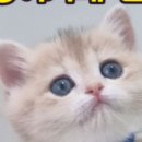 율하냥