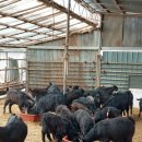 정선농장 이미지