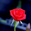 행복한선물 Daum카페
