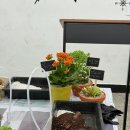 대상 | 서울 인천 부평 경기 부천 아동복지시설 | 힐링 원예 수업 전문점 식물주방 | 허브 다육 카랑코에