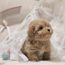 루루 반려견 | 평창강아지분양 말티푸 루루