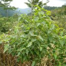 진솔농장 이미지