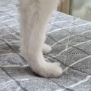 무아몽 해운대 강아지 애견미용 이미지