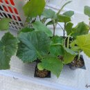 풍년농약 종묘사 이미지