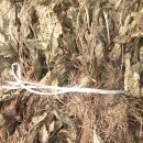 자연산 씀바귀.산뽕잎.우슬줄기.질경이.까마중.비단초 건재 판매 이미지