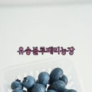 유송블루베리농장 이미지