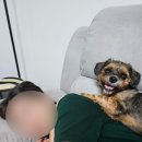 핸드메이독 | 포인핸드 반려견 입양후기_강아지 건강검진 및 예방접종
