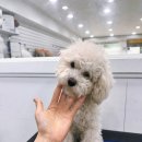 댕스타일 이미지