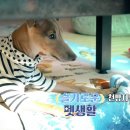 슬기로운펫생활