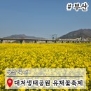 [생태체험] 대저생태공원 - 5월 26일(일) 오후 | 부산 축제 일정 대저생태공원 P4 유채꽃축제 여행당일코스추천