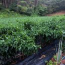 이제, 단양 이미지