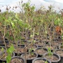 둘리 농장 이미지