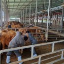 사산축산 이미지