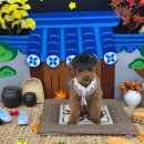 꼬숩당개 이미지