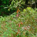 강정동-11 이미지