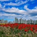 천일홍축제 이미지