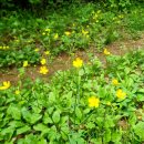 초원꽃화원 이미지