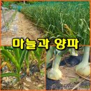 (텃밭/230526) 홍산마늘과 양파의 수확신호 이미지