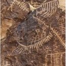 2026.1.19 창세기 13장 아브라함과 전라도 January 19, 2026 Genesis 13 Abraham and Jeolla 이미지
