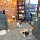 개똥이 애견샵 이미지