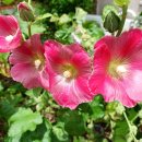 성주관광주유소 이미지