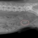 킴리동물병원 이미지