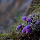 하나행정사 이미지