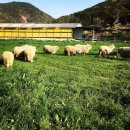 한우드림농장 이미지