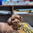 애견호텔 몽몽 이미지